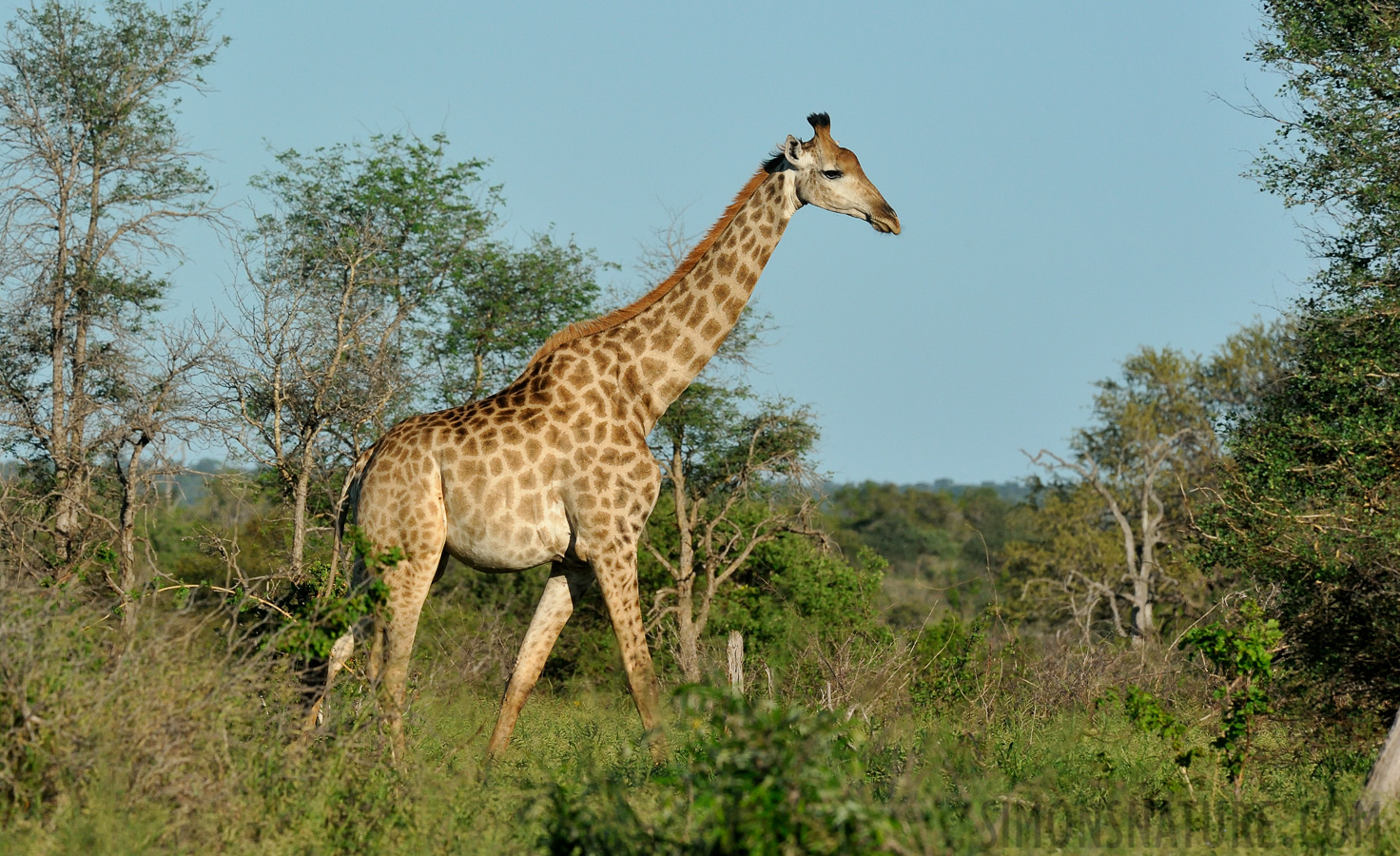 Giraffa giraffa giraffa [380 mm, 1/2000 sec at f / 13, ISO 1600]